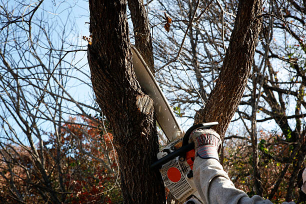 Bylas, AZ Tree Removal Services Company